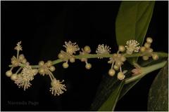 Mallotus aureopunctatus